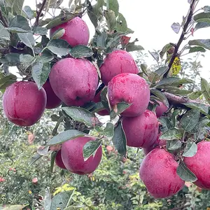 China Fresh Red Delicious Fruit Huaniu Apple
