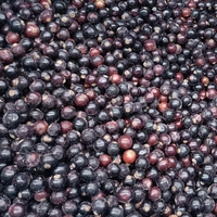 Hot Selling Iqf Frozen Blackcurrent Verse Prijzen In Bulkverpakking Groothandel Iqf Bevroren Fruit