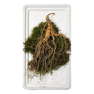 Ginseng entier de qualité supérieure, cultivé en forêt de la montagne de Changbai, directement de l'usine, âgé de 25 ans ou plus, 25g, uniquement pour la soupe et le thé. - Product Image 4