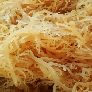 Mousse de mer de haute qualité/eucheuma cottonii/algues salées/Katty - Product Image 1