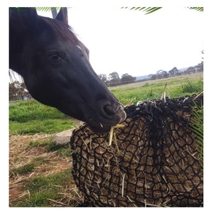 Grand <span class=keywords><strong>filet</strong></span> à foin rond pour les courses <span class=keywords><strong>de</strong></span> chevaux, fermes, 6*6 pieds, 5x5 pieds, 4x5 pieds - Product Image 1