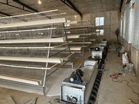 Cages à poules pondeuses en batterie de type H, 3 ou 4 niveaux, pour 5000-10000 oiseaux