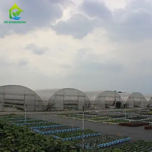 Preço da greenhouse do túnel multispan agricultura