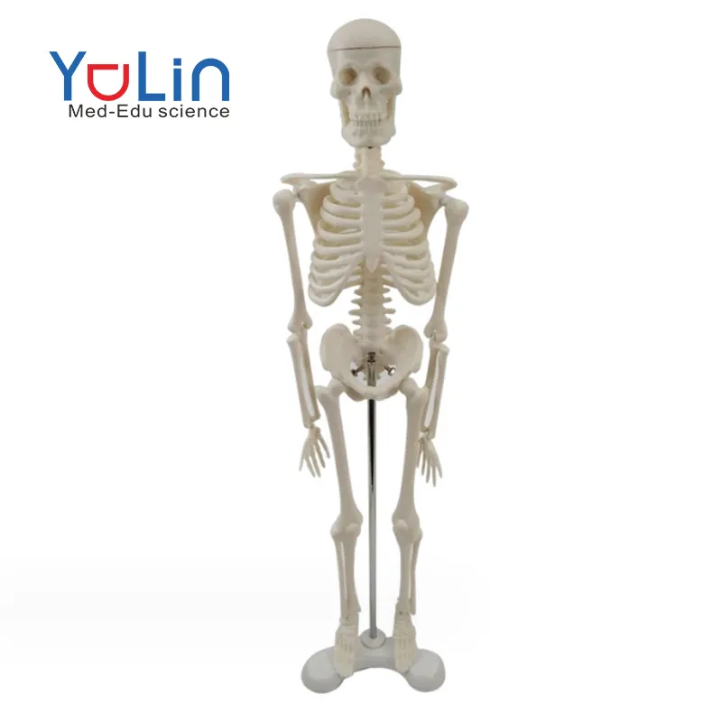 Медицинский исследовательский художественный эскиз скелет Хэллоуин игрушка подарок 45 см маленький съемный Скелет манекен