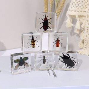 Venta al por mayor de fábrica, resina, diferentes especímenes de insectos reales, Kit todo en uno, juguetes educativos para niños, aprendizaje en el hogar - Product Image 3