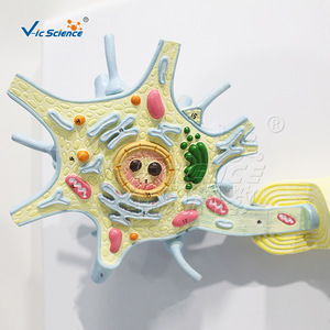 Modèle de nerf, plaque terminale de la fibre musculaire squelettique, modèle échelle réduite pour l'enseignement médical - Product Image 1