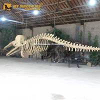 Esqueleto de Ballena Espinosa de Tamaño Real para la Enseñanza, Modelo AS026 de My Dino