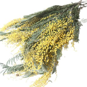 <span class=keywords><strong>Ramo</strong></span> de Mimosa preservado seco dorado Natural para velas perfumadas accesorios de fotos de Navidad decoración de pared de Instagram - Product Image 4