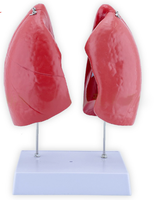 Modèle d'anatomie du poumon humain en 4 parties, modèle anatomique grandeur nature, modèle médical précis du poumon humain, modèle scientifique d'anatomie pulmonaire CE/ISO