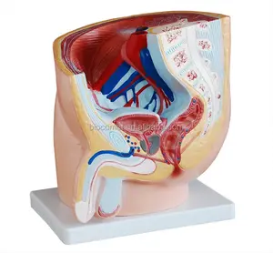 Человеческий мужской таз (1 часть) Женская анатомия модель таза женский таз с мышцами тазового дна