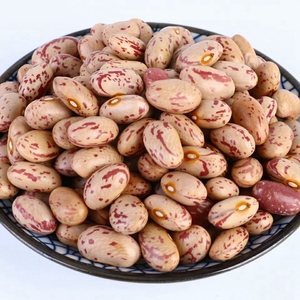 Vente en gros de haricots mouchetés légers à des prix modérés - Product Image 6