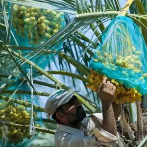 Algerien Markt Beliebte Typ 100% PE Date Palm Mesh Net Taschen zum Verkauf mit grüner Farbe