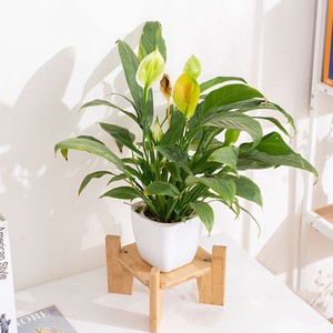 <span class=keywords><strong>Support</strong></span> de Présentation en Bambou pour Distributeur d'Eau et de Boissons, Décoration de Table, <span class=keywords><strong>Support</strong></span> de Pot de Fleurs et de Plantes pour la Maison - Offre Spéciale - Product Image 6