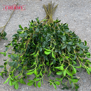 ใบต้นไทรปลอม DC149 ยาว 113 ซม. ต้นไม้ประดิษฐ์สีเขียวสำหรับตกแต่งบ้านและโครงการจัดสวน - Product Image 2