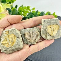Piedra fósil tallada a mano de alta calidad natural al por mayor, tallas de cristal de animales, Piedra Fósil para decoración del hogar