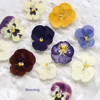 Bunga Kering Asli Alami Berbagai Macam untuk Kerajinan Tangan DIY, Cetakan Epoksi, Perhiasan, Pembuatan Sabun & Lilin, Dekorasi Kuku