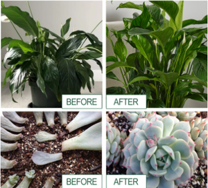 Poudre organique de croissance plus rapide des plantes 100% Booster de racine naturel et <span class=keywords><strong>engrais</strong></span> favorise les racines et les boutures Poudre nutritionnelle d'enracinement des plantes - Product Image 5