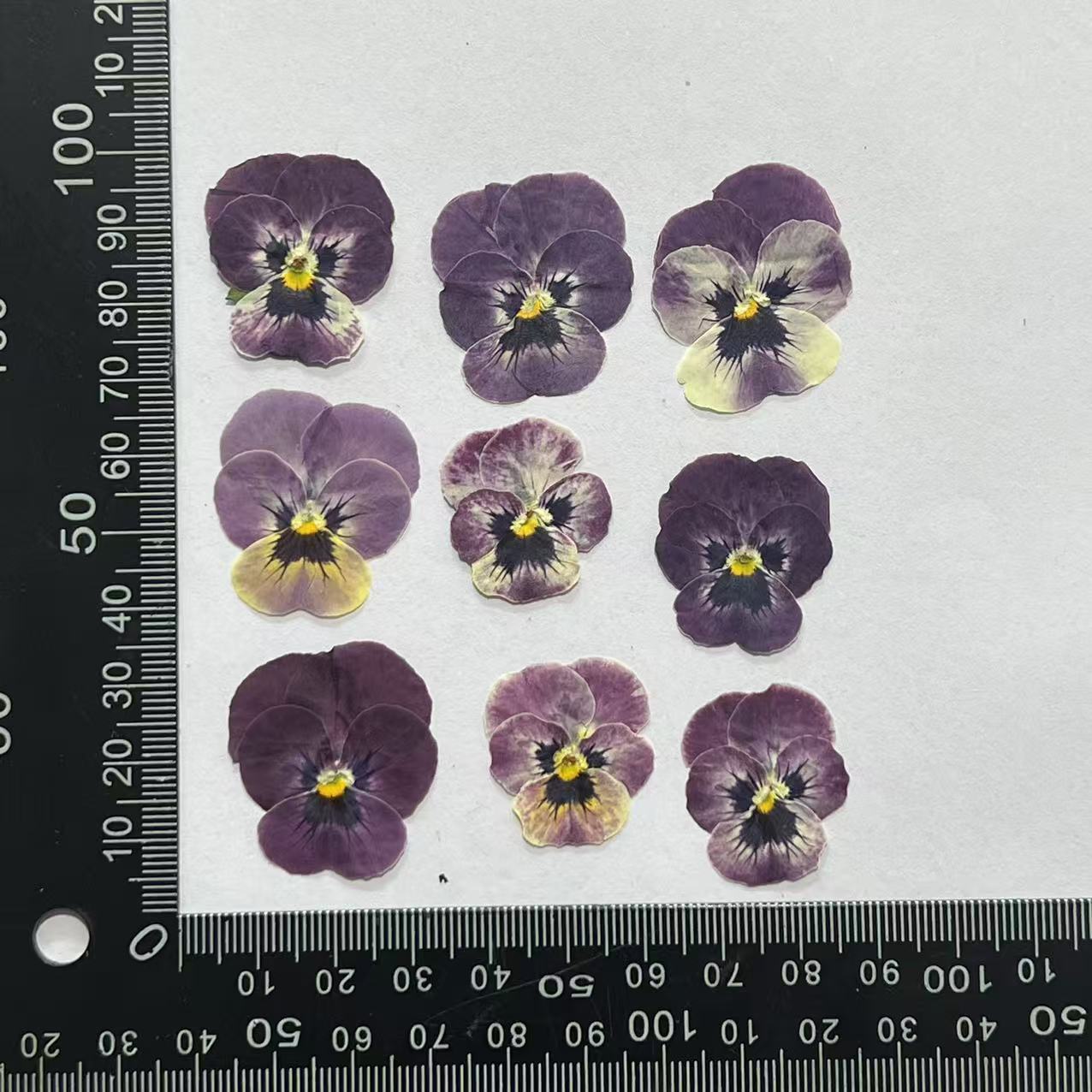 Corydalis flor cara púrpura