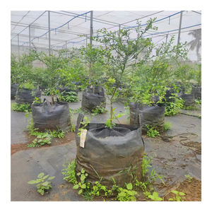 Macetas de Cultivo HOKBG de Polipropileno Resistente a los Rayos UV, Transpirables, de 25 Galones/<span class=keywords><strong>100</strong></span> <span class=keywords><strong>Litros</strong></span>, para Cultivo de Limones o Limas en Invernadero - Product Image 3