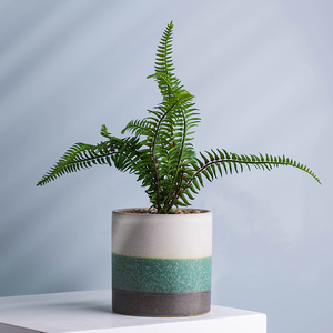 Deco piante grasse bianco verde grigio tre della banda di colore del modello di porcellana pianta alti piccoli vasi - Product Image 1