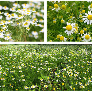 סיטונאי בתפזורת טבעי באיכות גבוהה yang gan ג 'ו מיובש קמומיל תה צמחי מרפא - Product Image 6