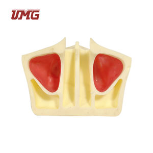 UM-Z14 gigi Model gigi, latihan angkat Sinus - Product Image 6