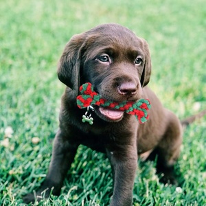 Juguete <span class=keywords><strong>de</strong></span> Cuerda para Perros Resistente a Mordidas con Forma <span class=keywords><strong>de</strong></span> Árbol <span class=keywords><strong>de</strong></span> Navidad y Papá Noel, Juguete Masticable <span class=keywords><strong>de</strong></span> Algodón para Cachorros - Product Image 3