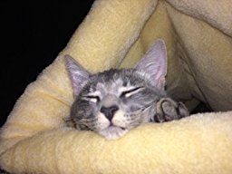 Cómodo accesorios para mascotas portátil plegable gato de <span class=keywords><strong>casa</strong></span> y <span class=keywords><strong>Cueva</strong></span> de gato - Product Image 4