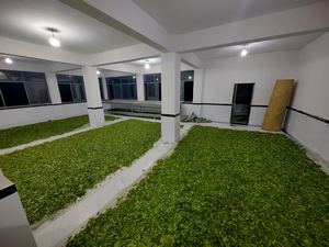 Groothandel Op Maat Biologische Yunnan Pu'er Grote Bladsmaak Thee Bulk Verpakt Gezonde Losse Pu'er - Product Image 5