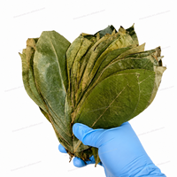 Daun Sirsak Kering Alami Graviola Daun Tanaman Liar Kemasan Vakum Besar Daun Guanabana Teh Pertanian Organik Impor Dari Vietnam