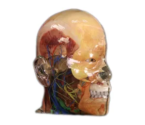 ECDH解剖学モデル3D印刷人間の頭モデル