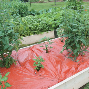 Rouleau de film de paillis rouge en plastique PE Papier de <span class=keywords><strong>paillage</strong></span> Feuilles de couverture de sol pour la culture des <span class=keywords><strong>tomates</strong></span> - Product Image 1