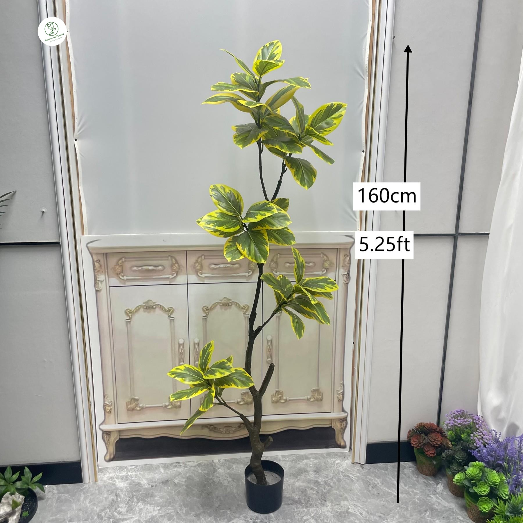 160cm Yellow banyan tree