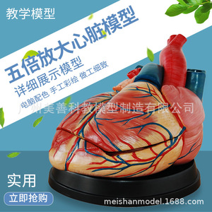 Modèle de cœur humain agrandi 5 fois, échographie Doppler couleur, modèle d'anatomie cardiaque, modèle de valve endocardeenne. - Product Image 1