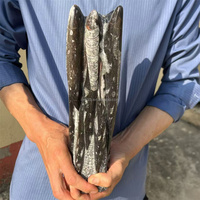 Spécimen de Céphalopode Orthocéros du Maroc, Grande Taille, Surface Brillante, Fossile Droit, pour la Géologie, Ornement de Table Minérale