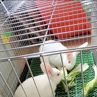 Cage à lapins en métal pour usage agricole, en fil de fer galvanisé, pour l'élevage de lapins, poules pondeuses et canards, pour la cour