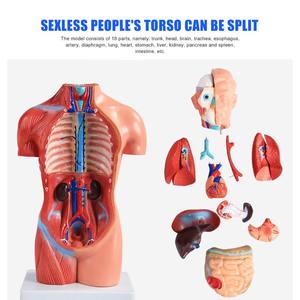 Modelo de <span class=keywords><strong>tronco</strong></span> masculino de Enseñanza Médica de 85cm, modelo de <span class=keywords><strong>tronco</strong></span> de género, modelo anatómico de <span class=keywords><strong>tronco</strong></span> masculino, modelo de lesiones espinales humanas - Product Image 3