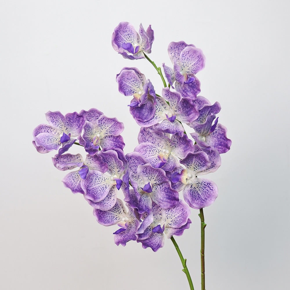 Purple2