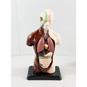 Modelo Anatómico MAXCARE MAC-L24, Modelo de Torso Humano Desmontable para Enseñanza de Anatomía Visceral, Órganos Anatómicos de PVC - Product Image 1