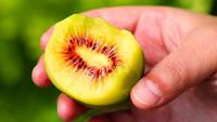 2024 Nieuwe Oogst Verse Kiwi Hayward/Rode Kiwi/Gouden Kiwi Voor Export Topkwaliteit Groot Formaat Van Shaanxi China Orcahd Leverancier
