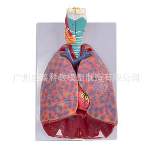 Modelo natural de garganta humana grande, corazón, pulmones y glándula tiroidea para la enseñanza del sistema respiratorio y de los órganos internos. - Product Image 3