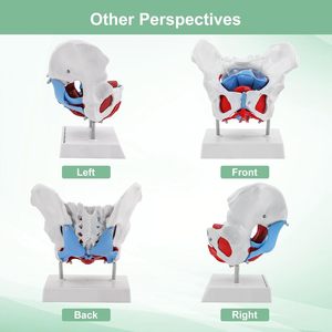 Có thể tháo rời cơ quan nữ xương chậu mô hình với cơ bắp sàn tầng sinh môn <span class=keywords><strong>1</strong></span>:<span class=keywords><strong>1</strong></span> Kích thước cuộc sống bộ xương người cho khoa học giáo dục - Product Image 4