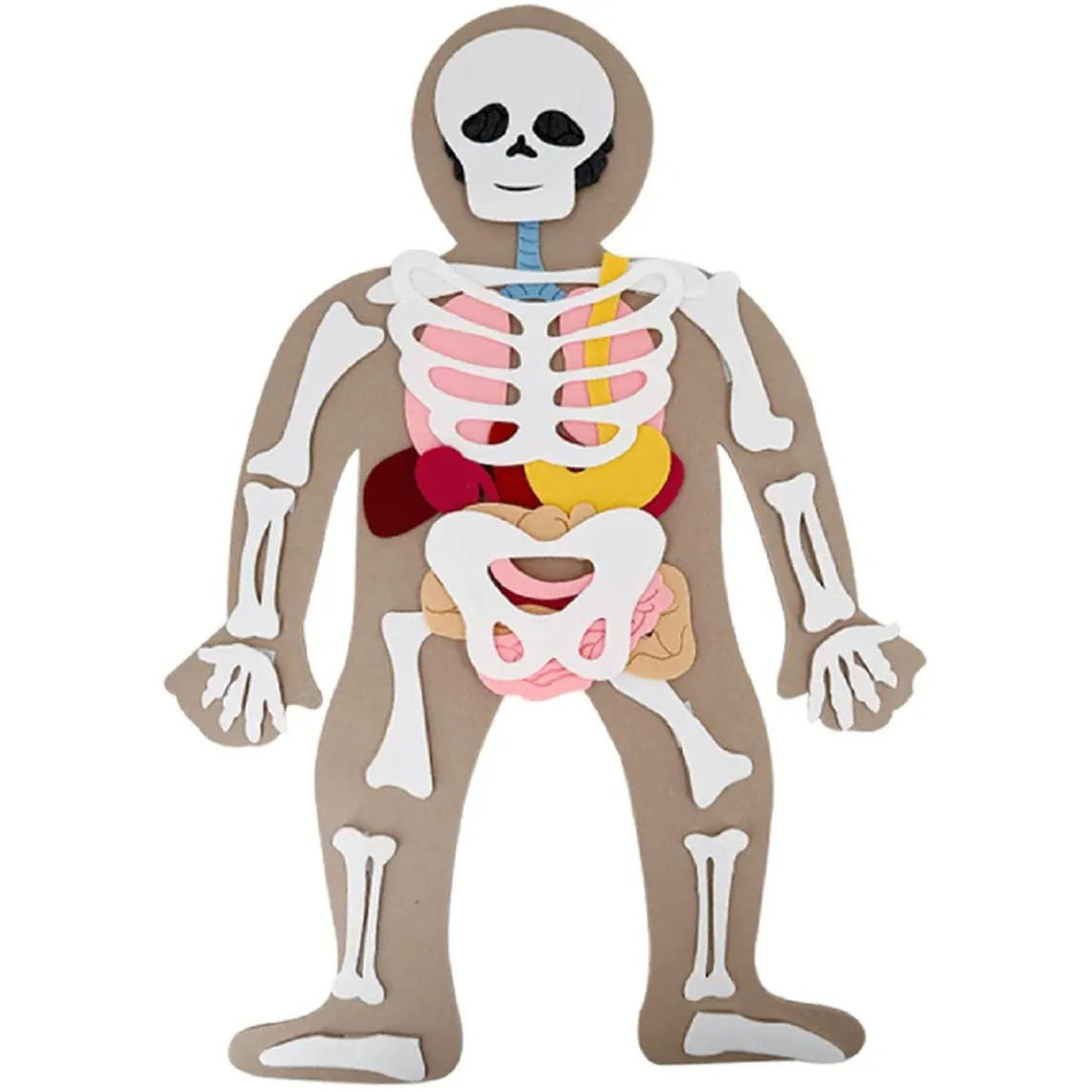 인체 펠트 학습 교육 도구 펠트 세트 어린이 인체 해부학 장난감 뼈와 기관 바디 오르간 인식 장난감