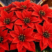 19pcs Bunga Poinsettia Buatan Realistis dari Sutra, Rangkaian Bunga yang Dapat Digunakan Kembali untuk Dekorasi Liburan Natal, Pernikahan, dan Rumah