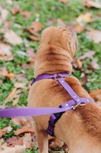 Arnés para Mascotas Elegante, Impermeable y Duradero para Perros y Gatos - Mantenga a su Mascota Segura - Product Image 3