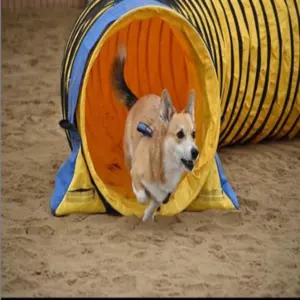 Dog Agility Training Equipment Dog Tunnel Heavy Duty PVC Or Light Weight PVC Dog Agility Tunnel