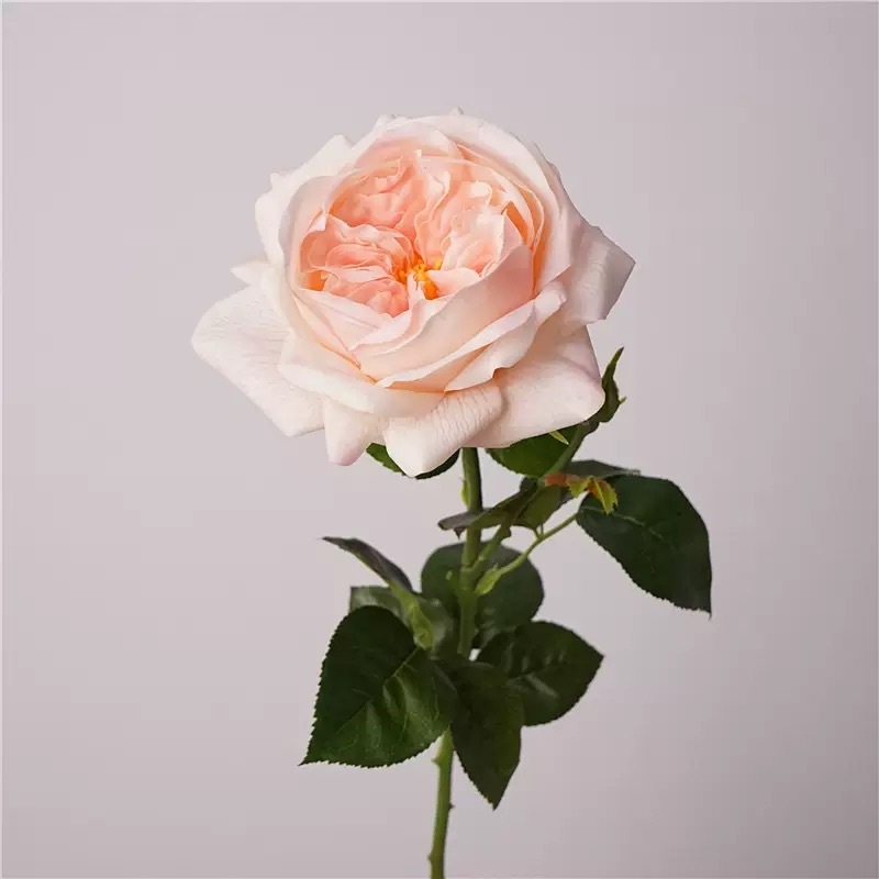 Light pink#2