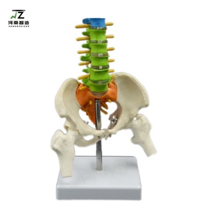 แบบจำลองกระดูกสันหลังมนุษย์ขนาดเท่าจริง คุณภาพสูง ขายดี พร้อมเข็มขัดกระดูกสันหลังสีสันสดใส สะโพก และขา (แนวตั้ง) สำหรับการเรียนการสอนทางการแพทย์ - Product Image 6
