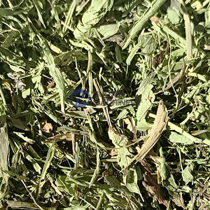 Séchoir à bande maillée continu pour plantes, machine de séchage à bande maillée pour avoine et herbes, séchoir à bande maillée pour plantes de stévia - Product Image 2