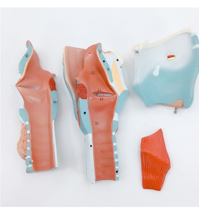 2x Modèle d'anatomie en PVC Larynx élargi avec vaisseaux sanguins Thyroï<span class=keywords><strong>de</strong></span> Adam's Apple pour étudiants en médecine Outil <span class=keywords><strong>de</strong></span> soins infirmiers pour l'enseignement - Product Image 3